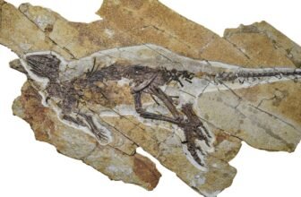 This Dinosaur Most likely Chirped Like a Fowl