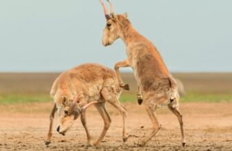 Right here Are the Winners of the 2025 Wildlife Photographs of the Yr Contest