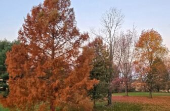 The Little Issues Publication #495 – Life, laughter, and many nice meals!