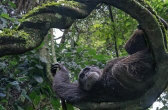 Sit Again and Benefit from the Profitable Photographs From This Yr’s Nature inFocus Pictures Awards