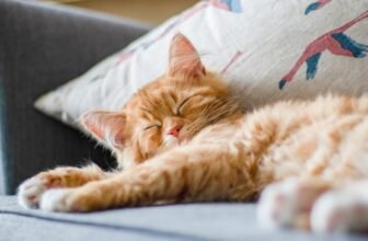 The Story of How Cats Conquered the World Simply Acquired Weirder