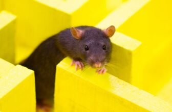 ChatGPT’s Browser Bot Appears to Keep away from New York Instances Hyperlinks Like a Rat Who Bought Electrocuted