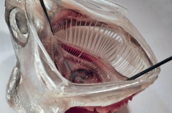 Fish-Impressed Laundry Filter Reveals Early Promise Towards Microplastics