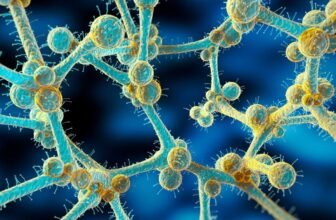 A Lethal, Drug-Resistant Fungus Threatens Folks Across the World, Scientists Warn