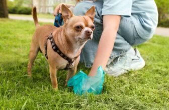 Scientists Discovered One thing Surprising in Pet Poop—and It is Not Good