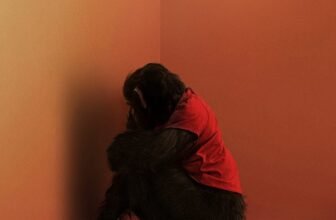 Hearth and Ash’ Fends Off ‘Primate’ On the Field Workplace