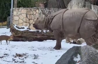 Invoice Gates Warns of a Darkish Development In Miserable Annual Letter So Here is a Little Deer Man Completely Proudly owning a Rhinoceros